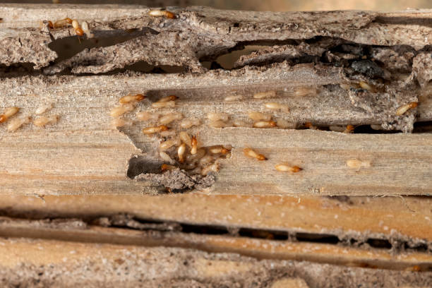 Best Pest Prevention Services  in Oak Grove, MO